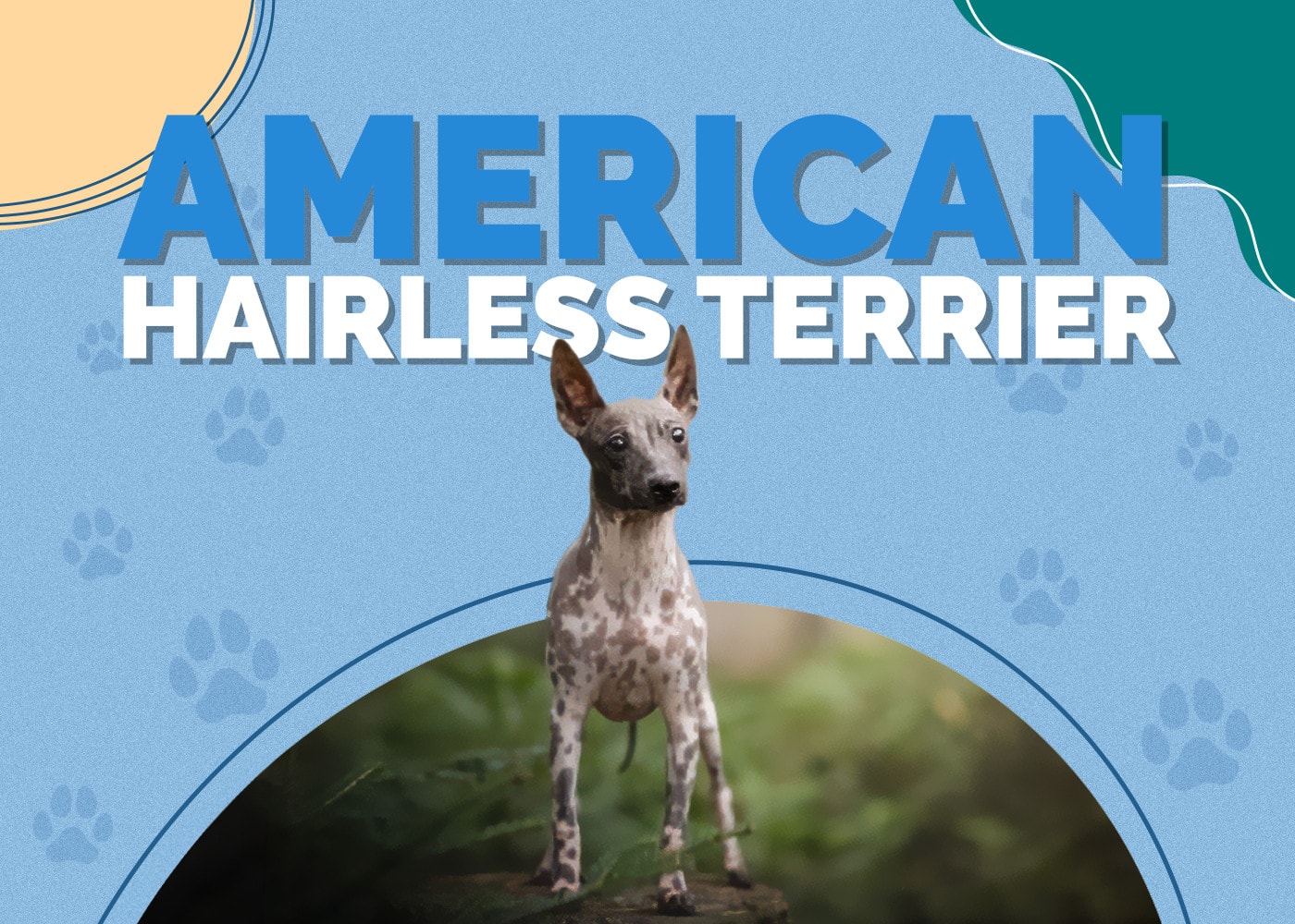 American Hairless Terrier Breed Info, Pictures, Traits & Facts