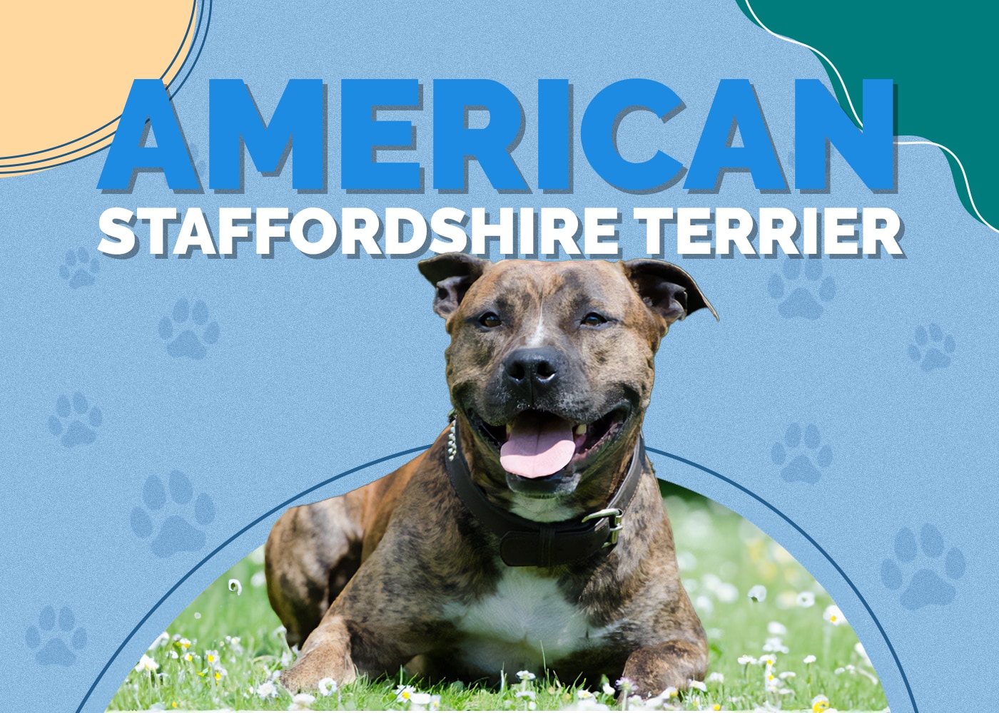 American Staffordshire Terrier Dog Breed Info, Pictures, Characteristics & Facts