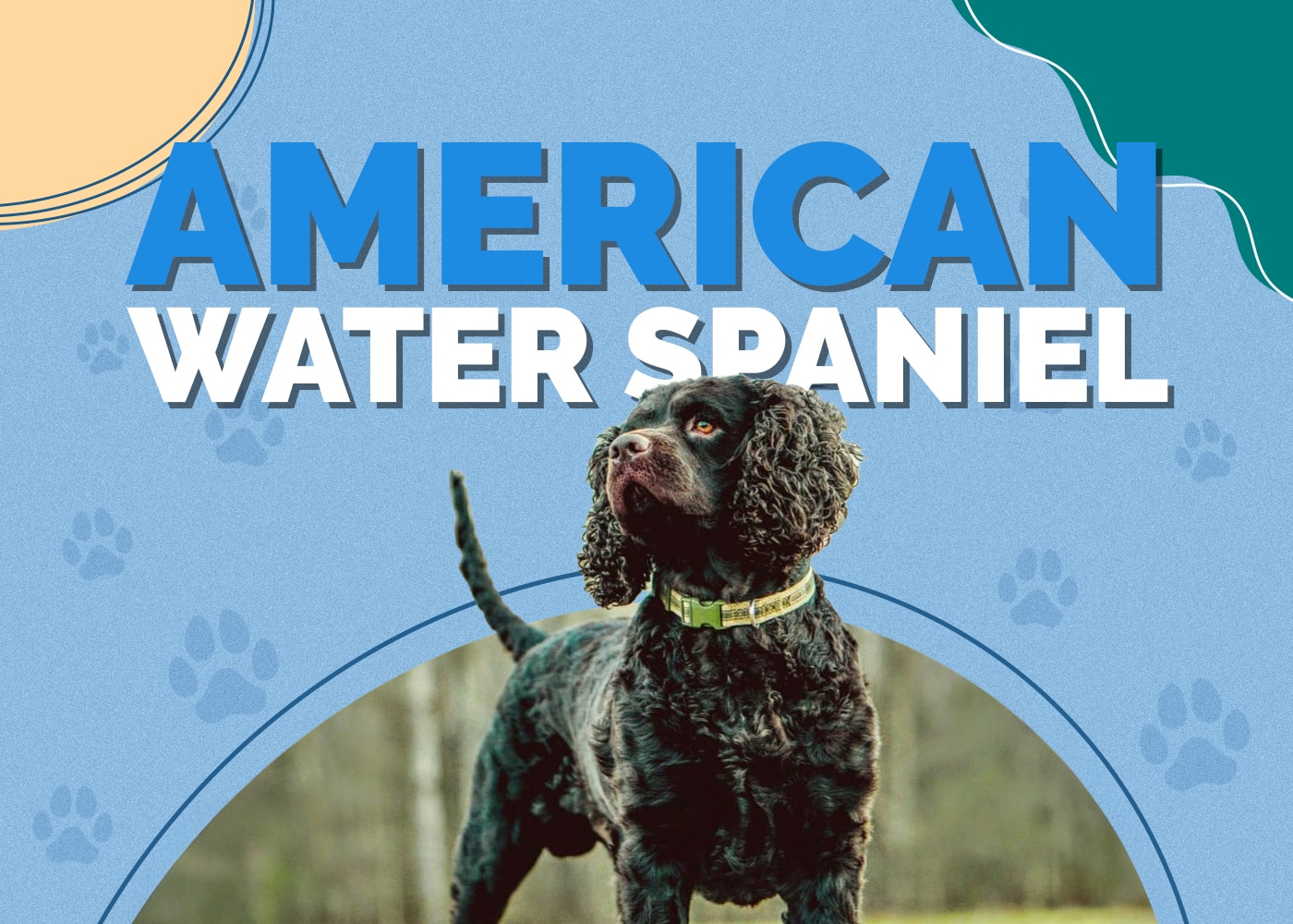 American Water Spaniel Dog Breed Info: Pictures, Traits & Facts