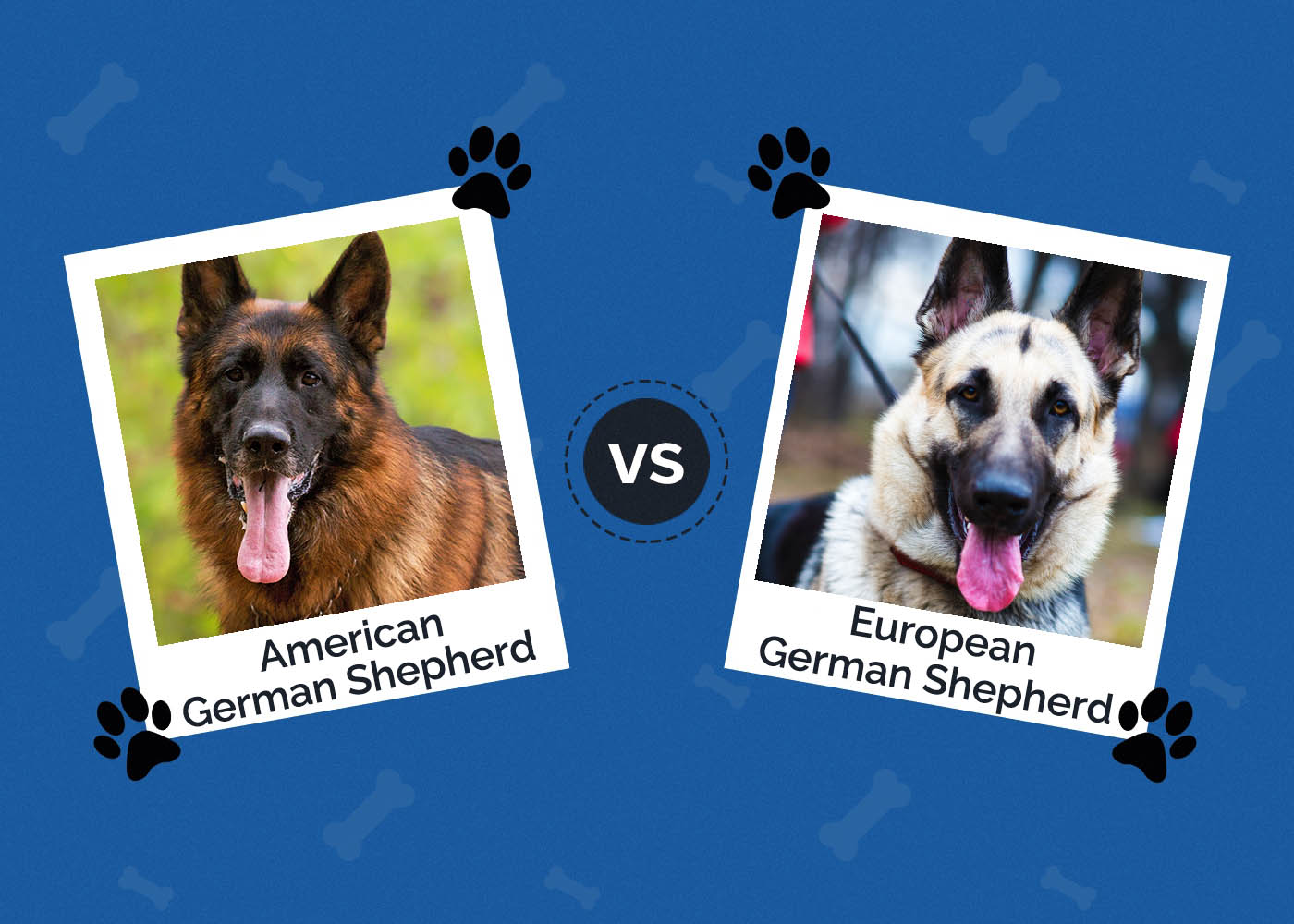 American vs. European German Shepherds: Key Differences (With Pictures)