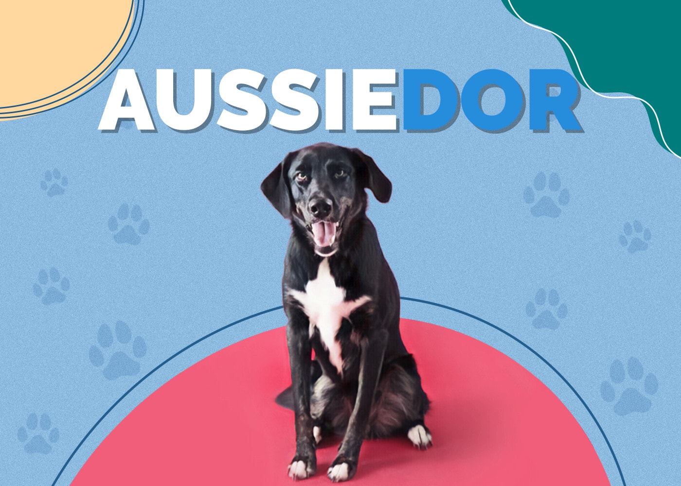 Aussiedor (Australian Shepherd & Lab Mix): Info, Pictures, Facts