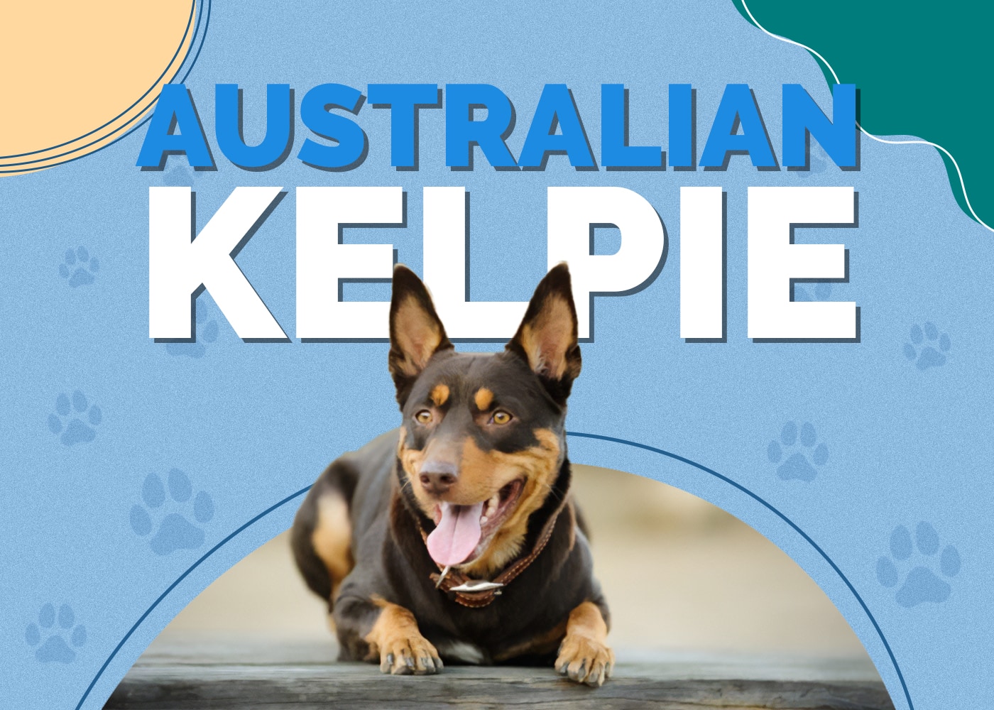 Australian Kelpie Breed Info, Pictures, Facts & Traits