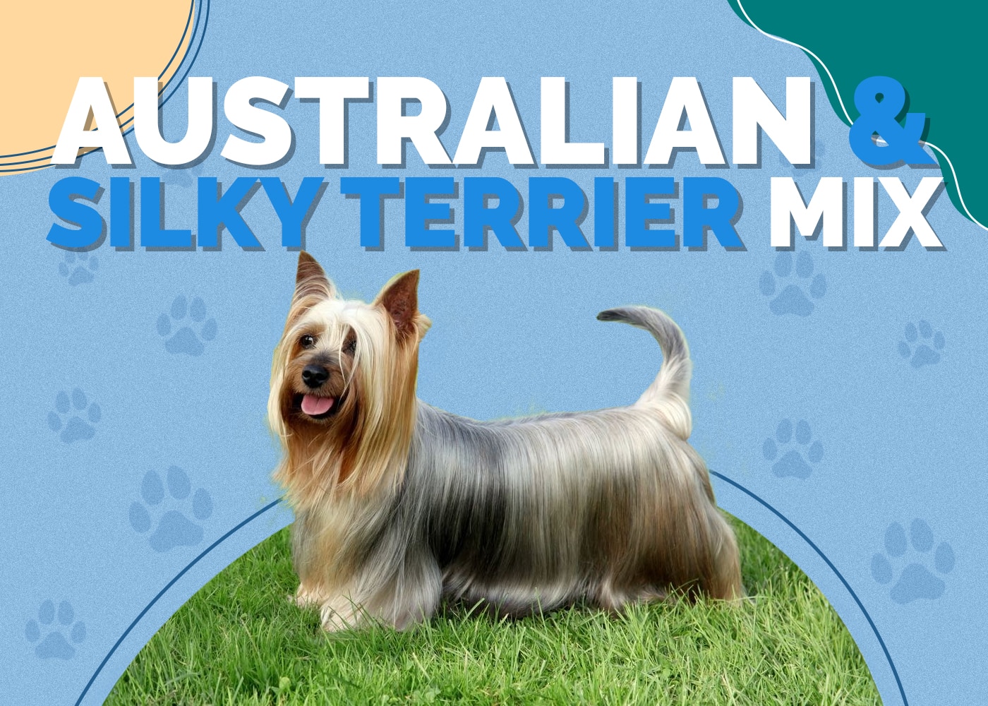 Australian Terrier & Silky Terrier Mix: Info, Pictures, Traits, Facts