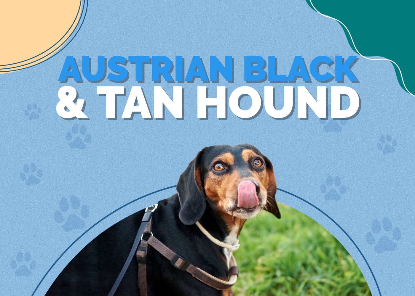 Austrian Black & Tan Hound | Dog Breed Info: Pictures, Traits & Facts