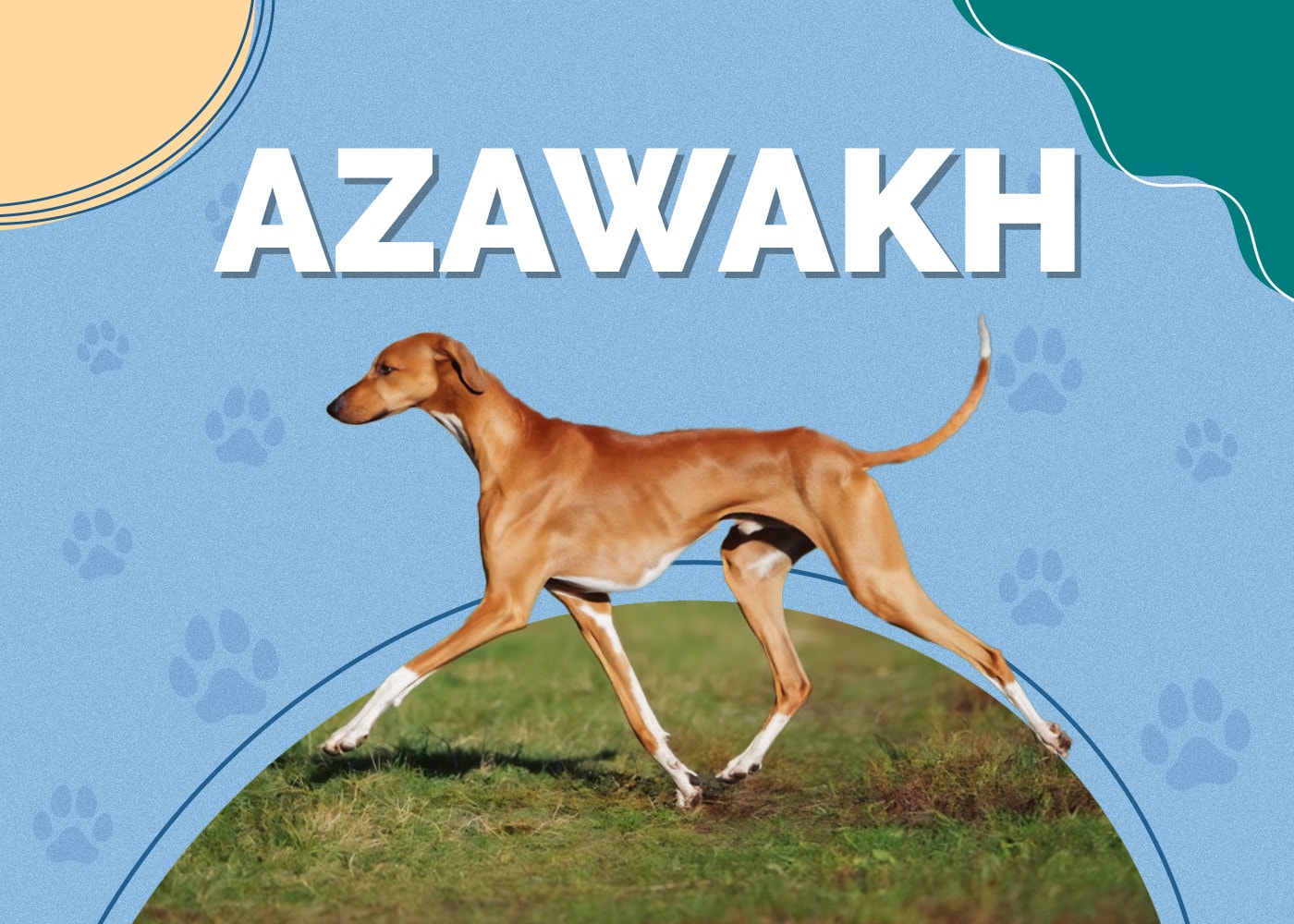 Azawakh Dog Breed Info: Pictures, Characteristics & Facts