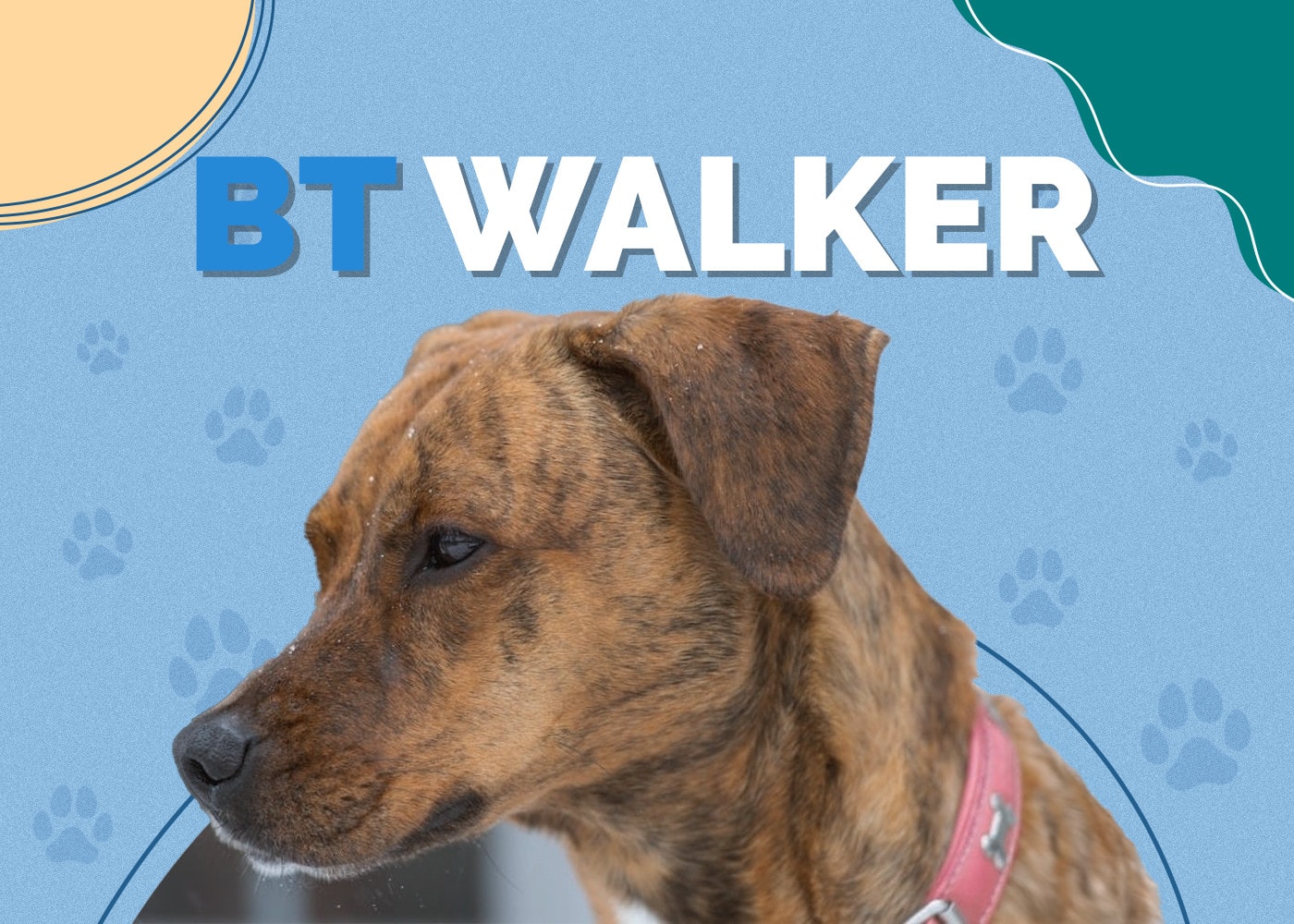 BT Walker (Boxer & Treeing Walker Coonhound Mix): Info, Pictures, Facts