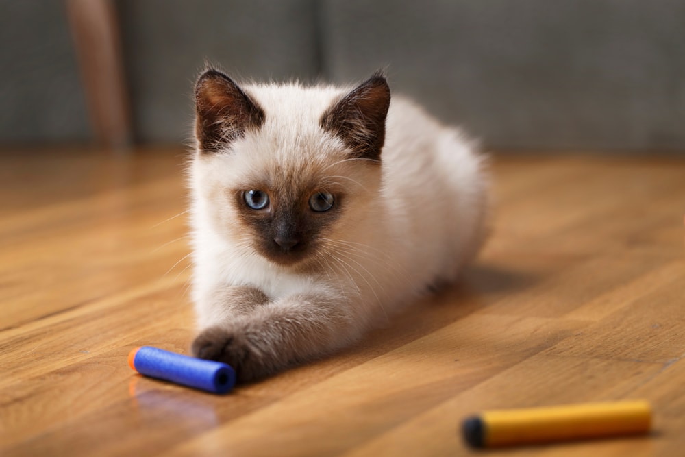 When Does a Kitten Become an Adult? Vet-Approved Facts & FAQ