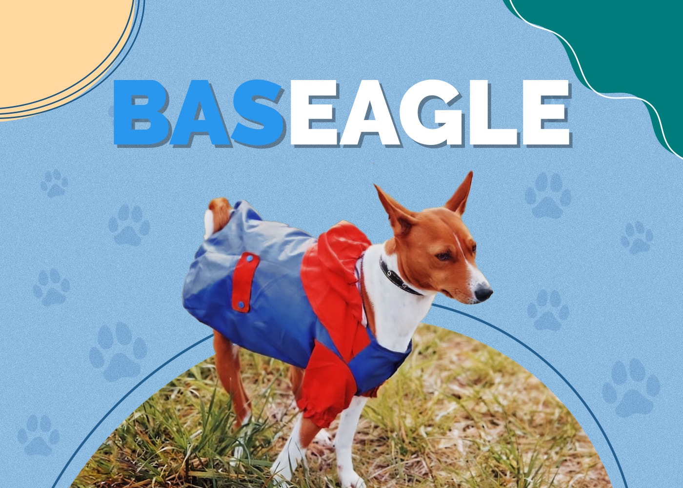 Baseagle (Basenji & Beagle Mix): Info, Pictures, Facts