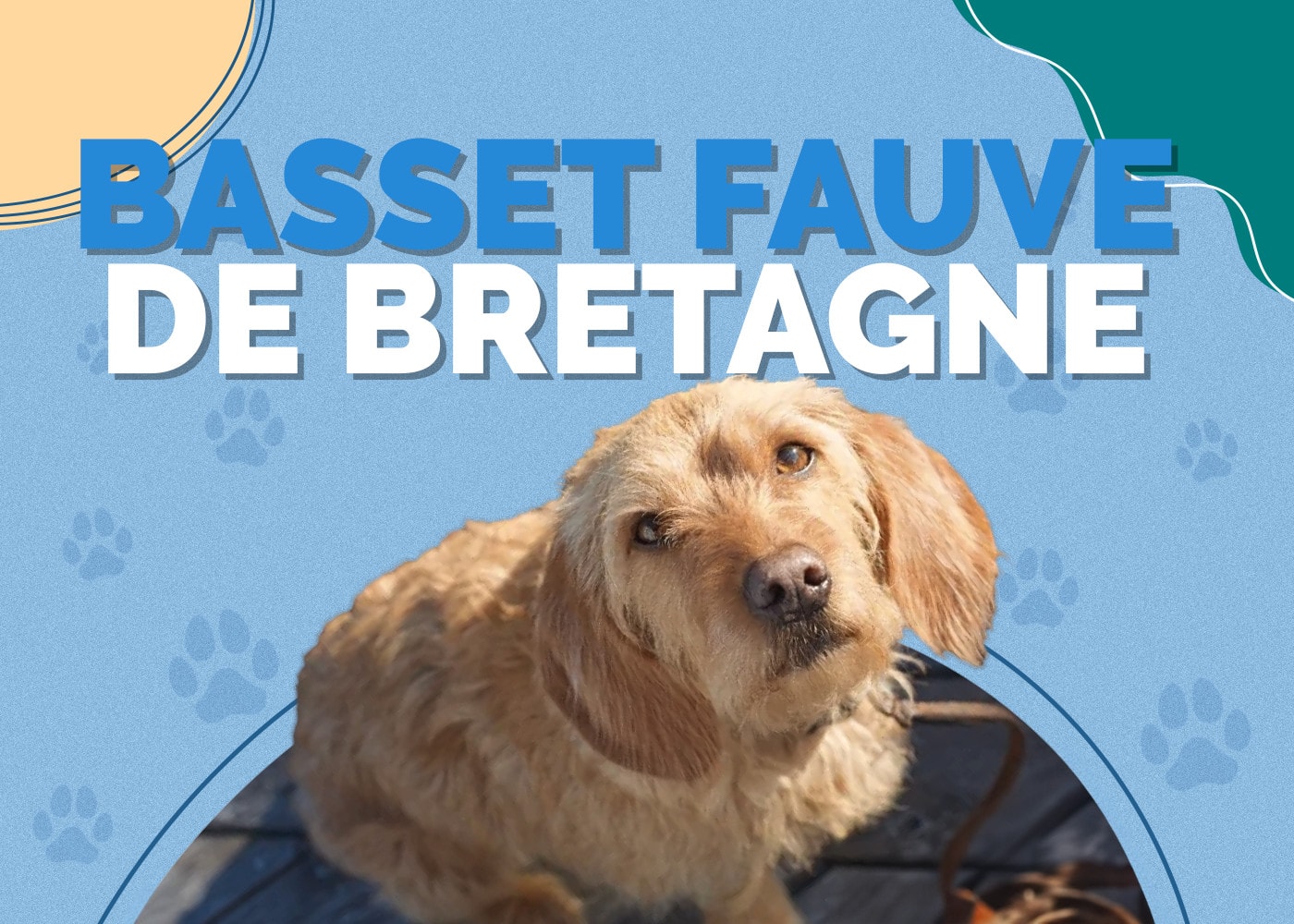 Basset Fauve de Bretagne Dog Breed: Info, Pictures, Traits & Facts