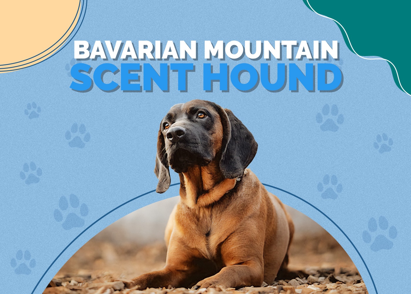 Bavarian Mountain Scent Hound Dog Breed Info: Pictures, Traits & Facts