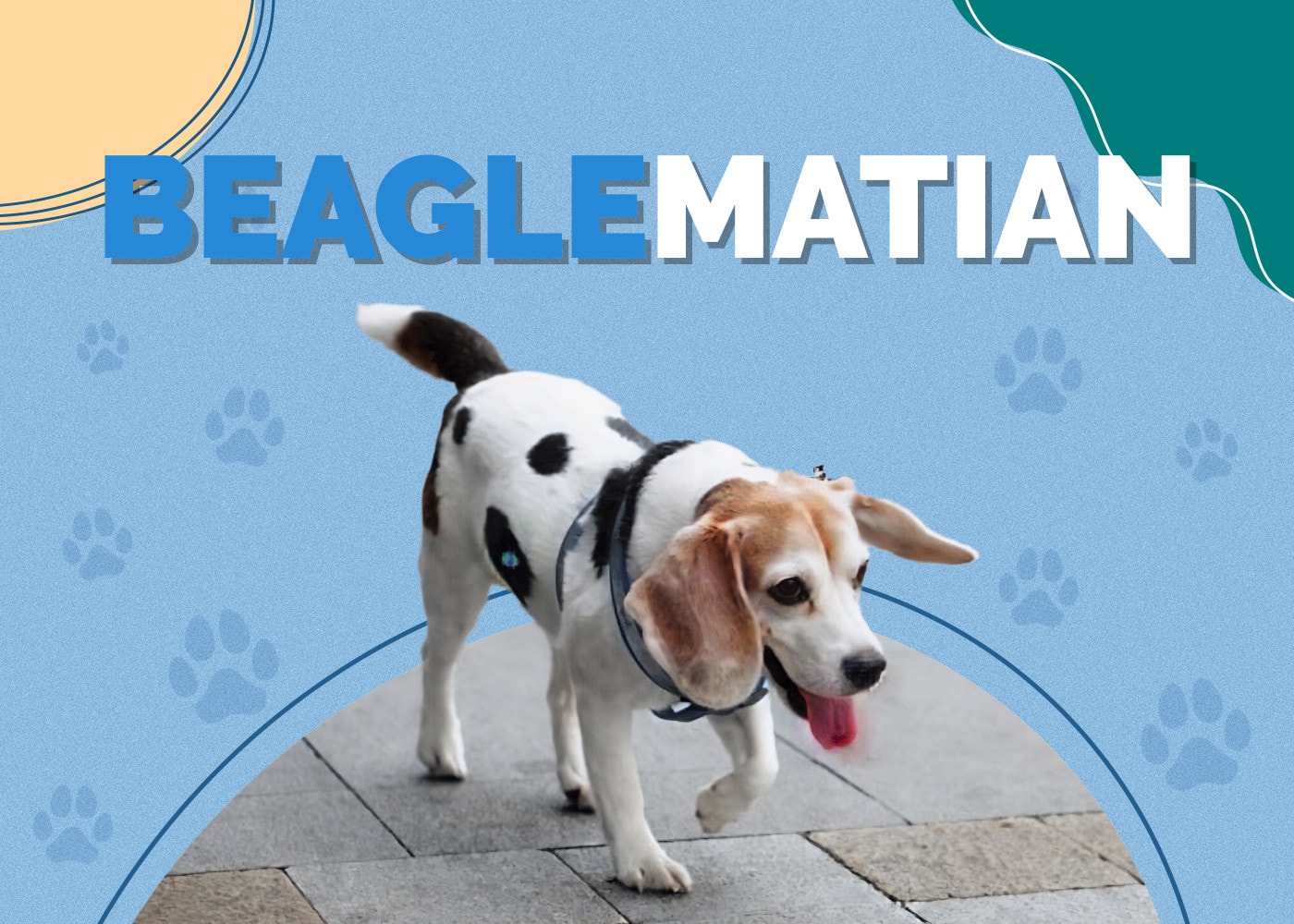 Beagleman (Beagle & Doberman Pinscher Mix): Info, Pictures, Characteristics & Facts