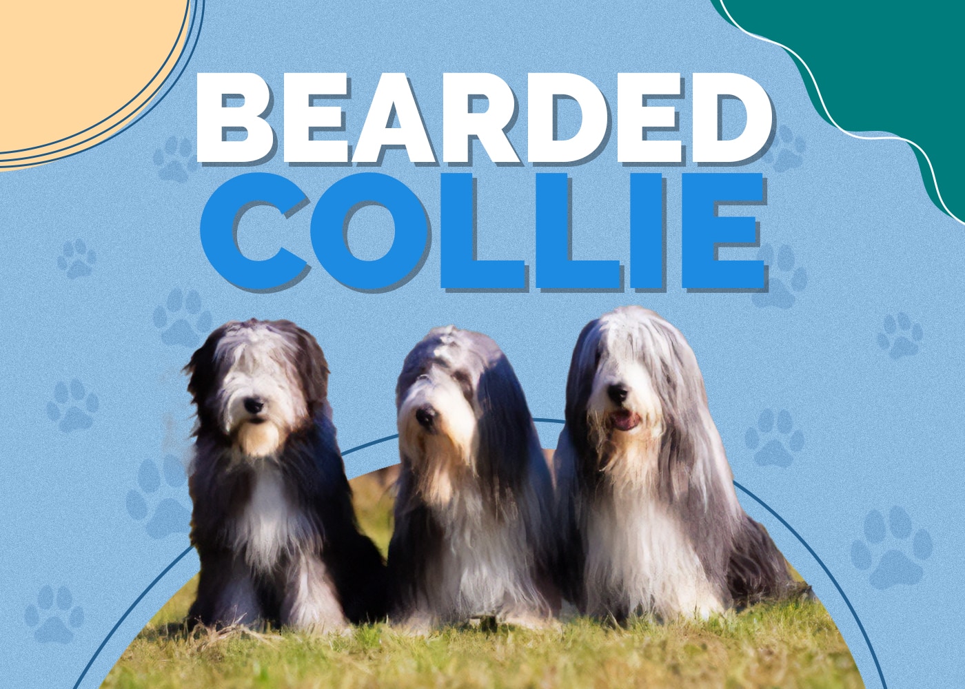 Bearded Collie Dog Breed Info: Pictures, Personality & Facts