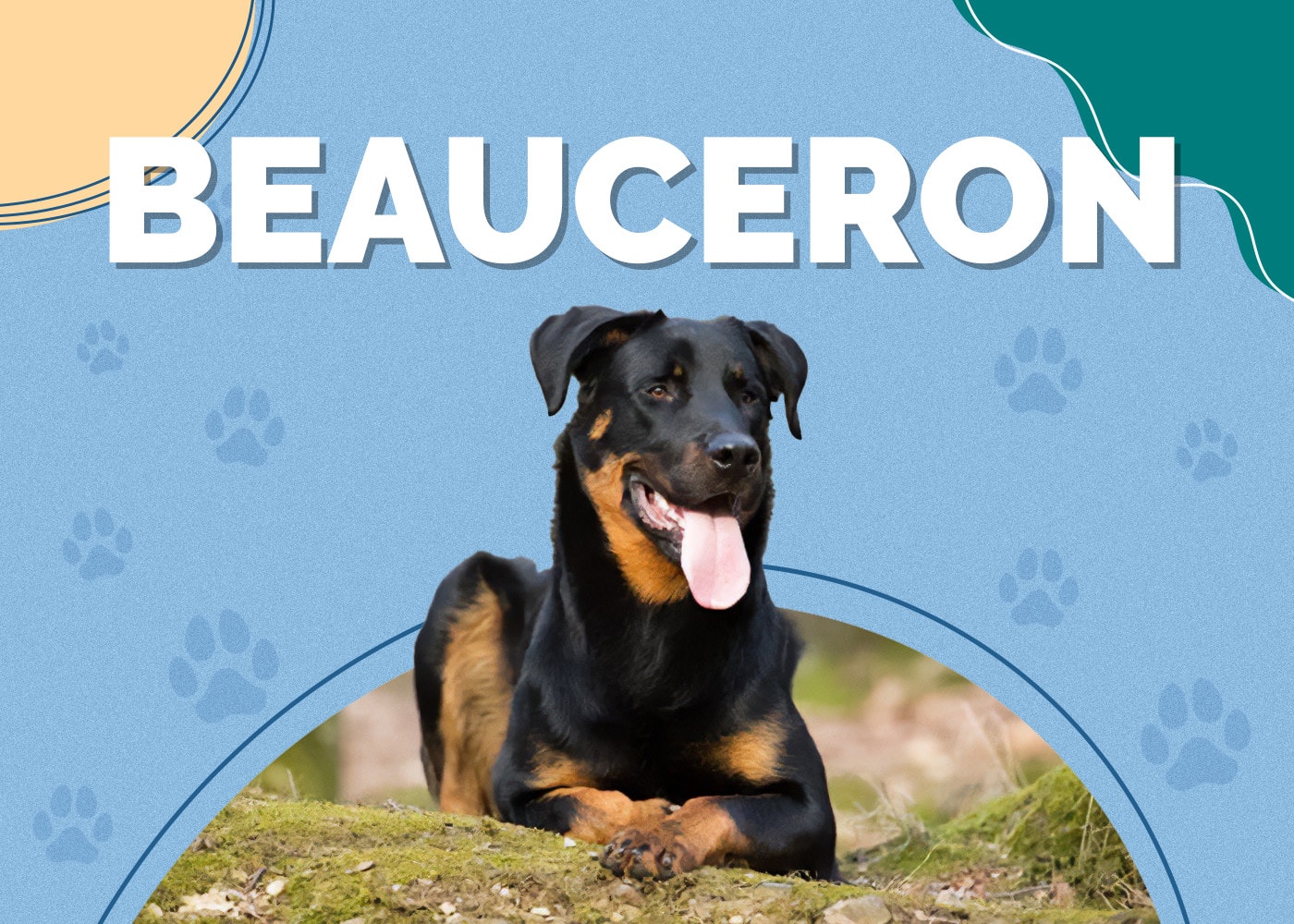 Beauceron: Pictures, Care Guide, Temperament & Traits