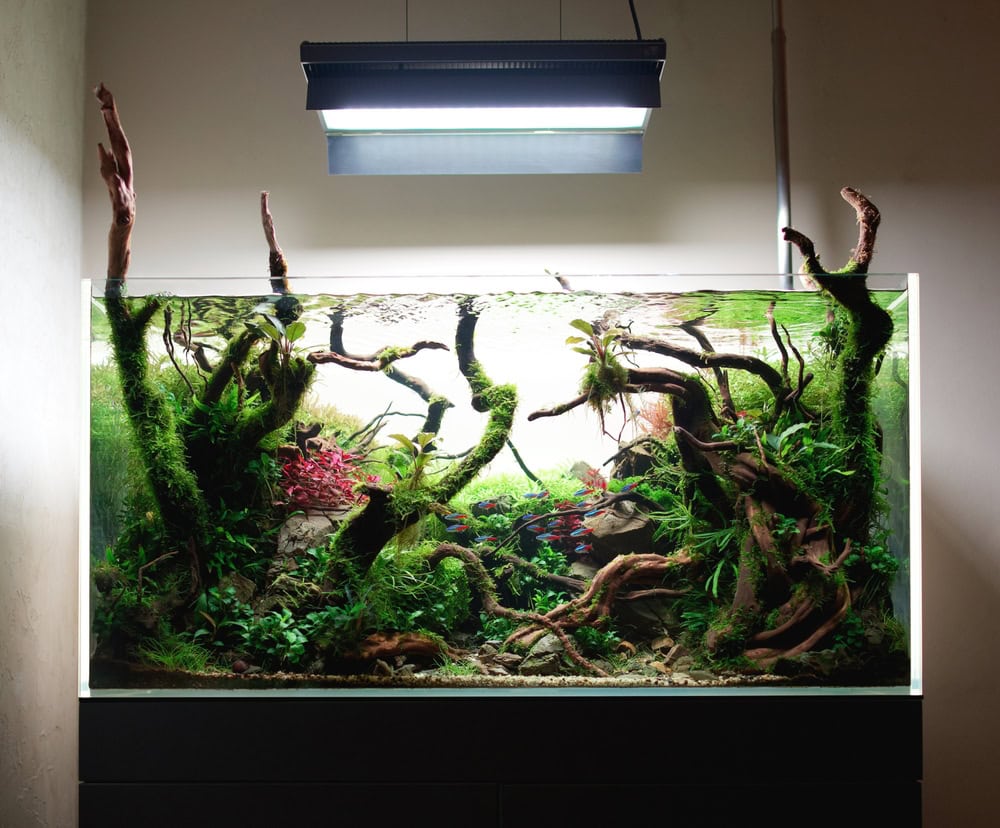 15 Best Fish for a 20-Gallon Tank: Type & Quantity Explained (Vet-Reviewed Info)