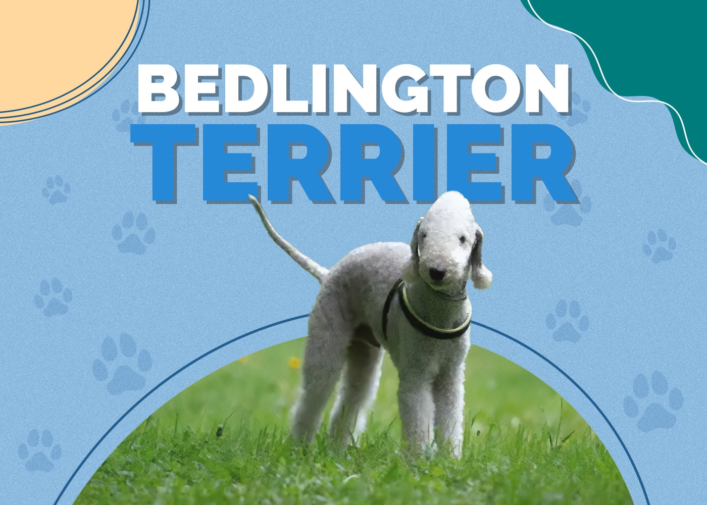 Bedlington Terrier | Dog Breed Info: Pictures, Personality & Facts