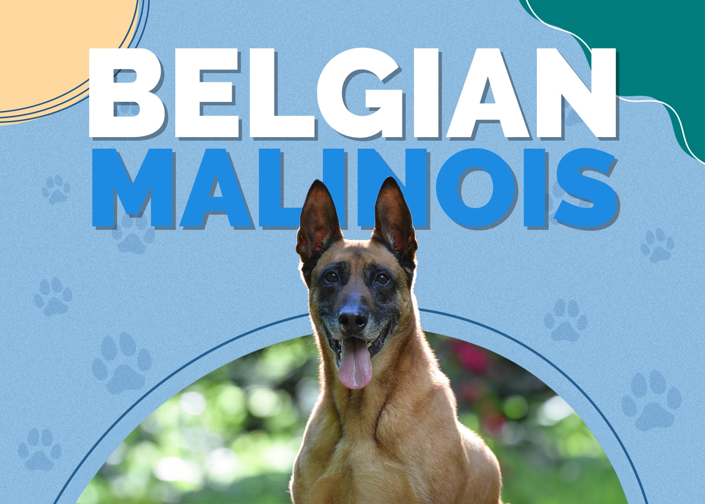 Belgian Malinois Breed Info: Pictures, Puppies & Facts