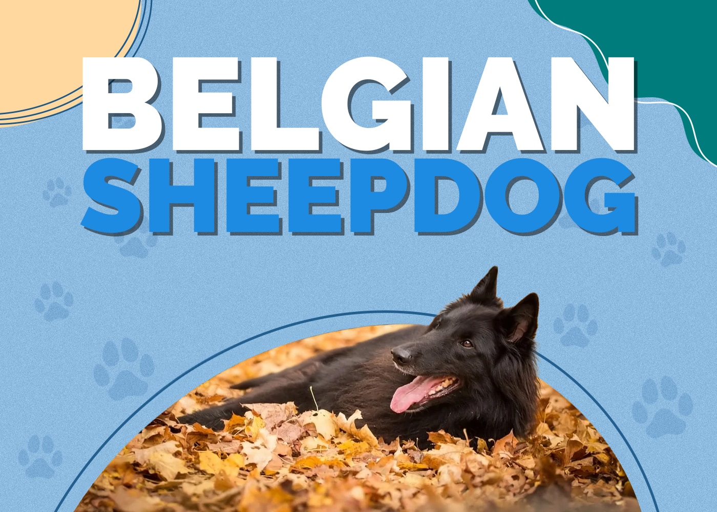 Belgian Sheepdog Breed: Info, Pictures, Personality & Facts