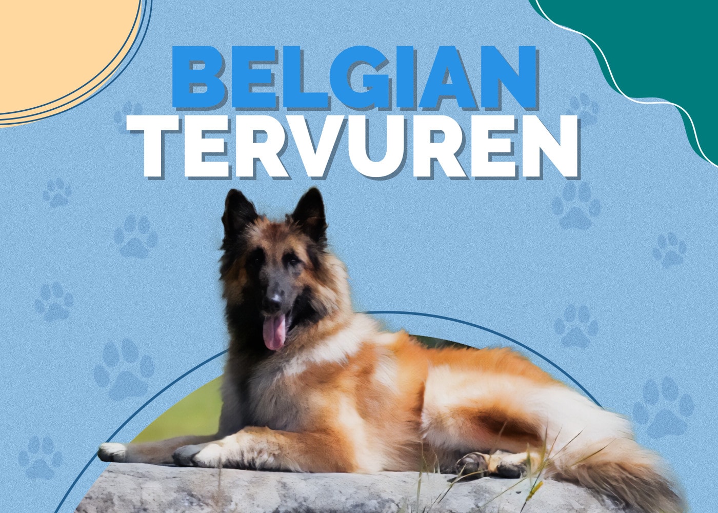 Belgian Tervuren | Dog Breed Info, Pictures, Personality & Facts