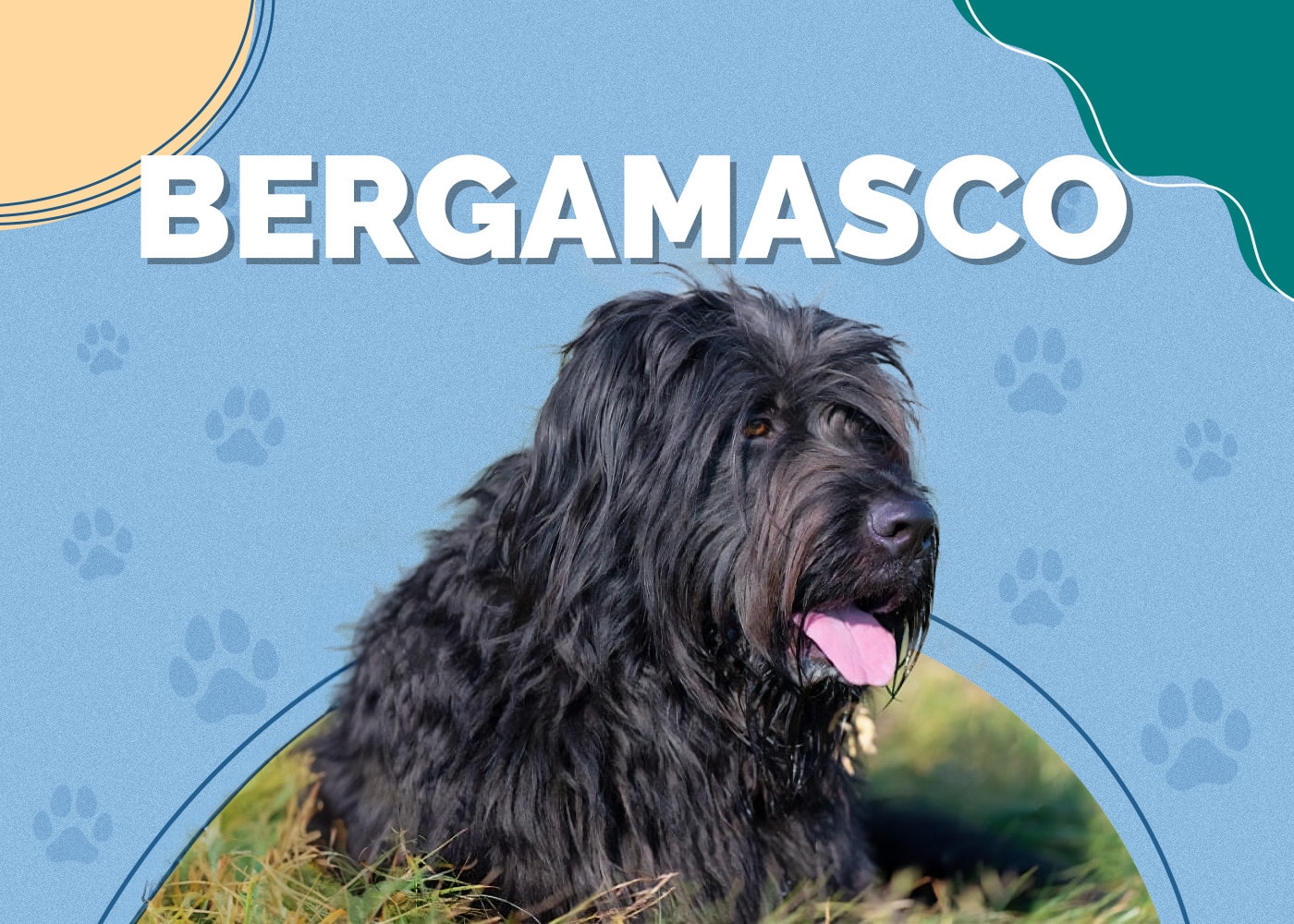 Bergamasco | Dog Breed Info: Pictures, Personality & Facts
