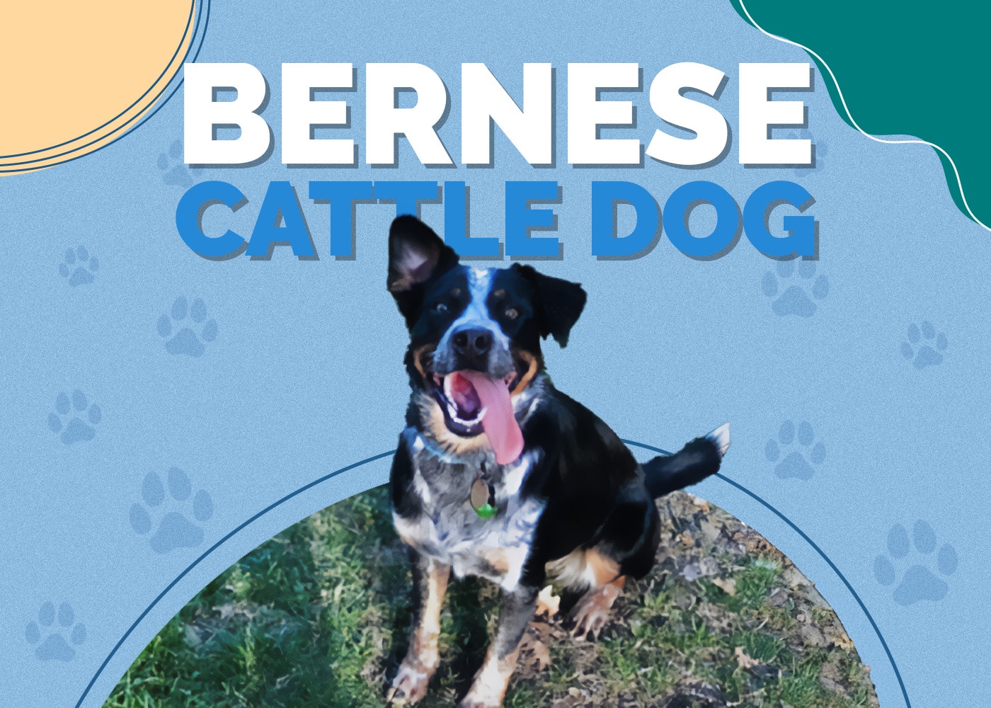 Bernese Cattle Dog (Bernese Mountain Dog & Heeler): Info, Pictures & More