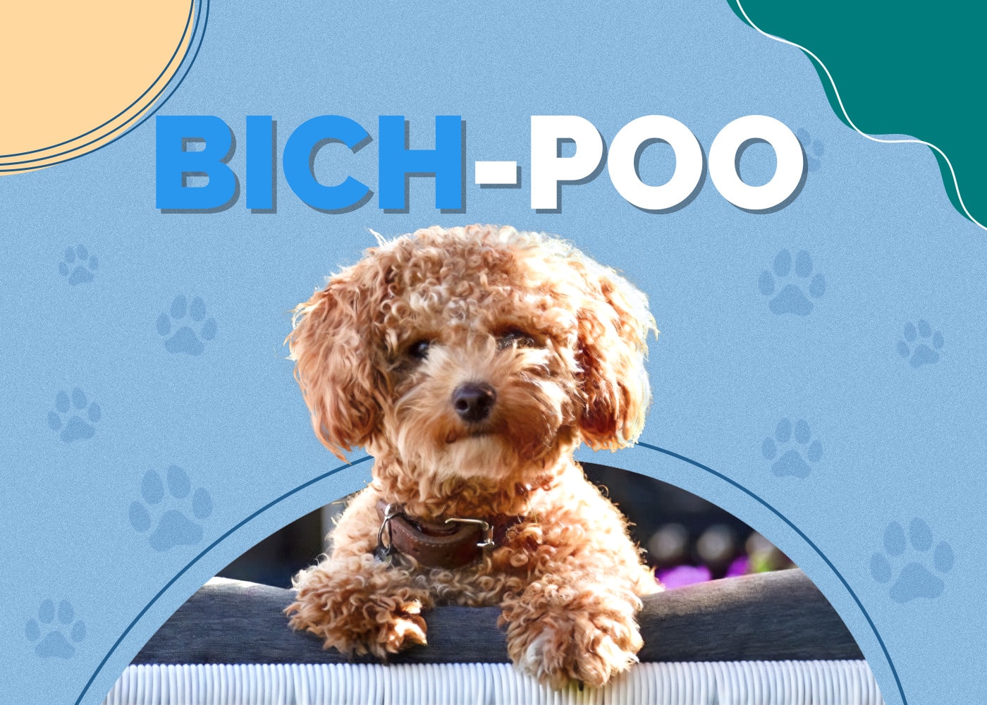 Bich-Poo (Bichon Frise & Poodle Mix): Info, Pictures, Facts