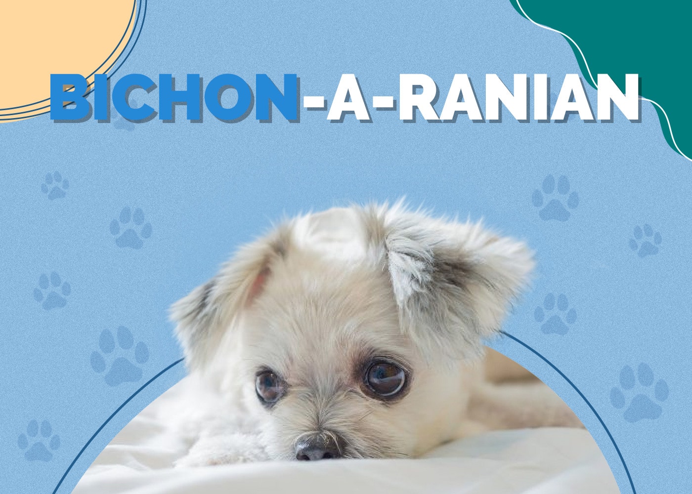 Bichon-A-Ranian (Bichon Frise & Pomeranian Mix): Info, Pictures & More