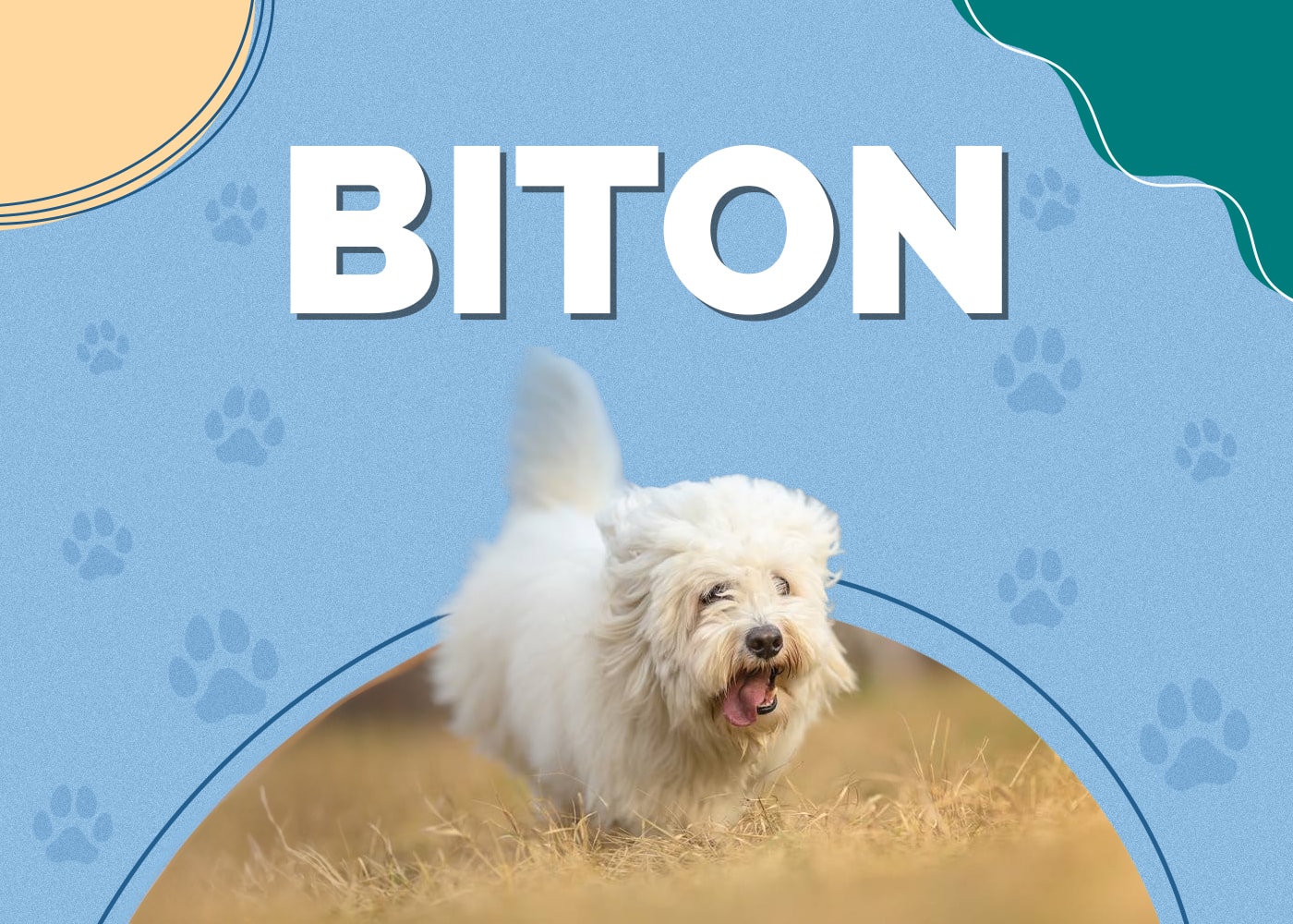 Biton (Bichon Frise & Coton De Tulear Mix): Info, Pictures, Traits