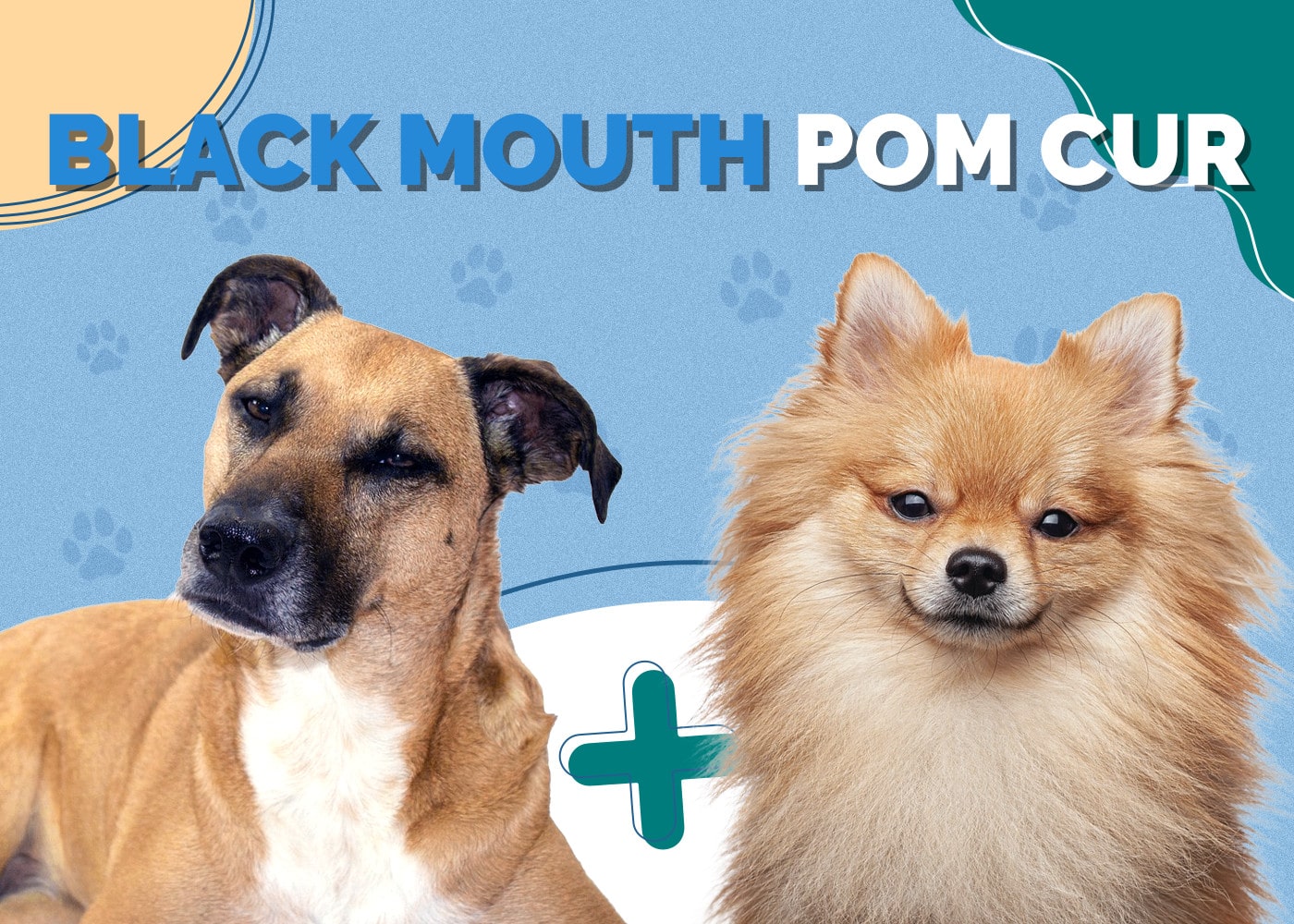 Black Mouth Pom Cur (Black Mouth Cur & Pomeranian Mix): Info, Pictures, Traits & Facts