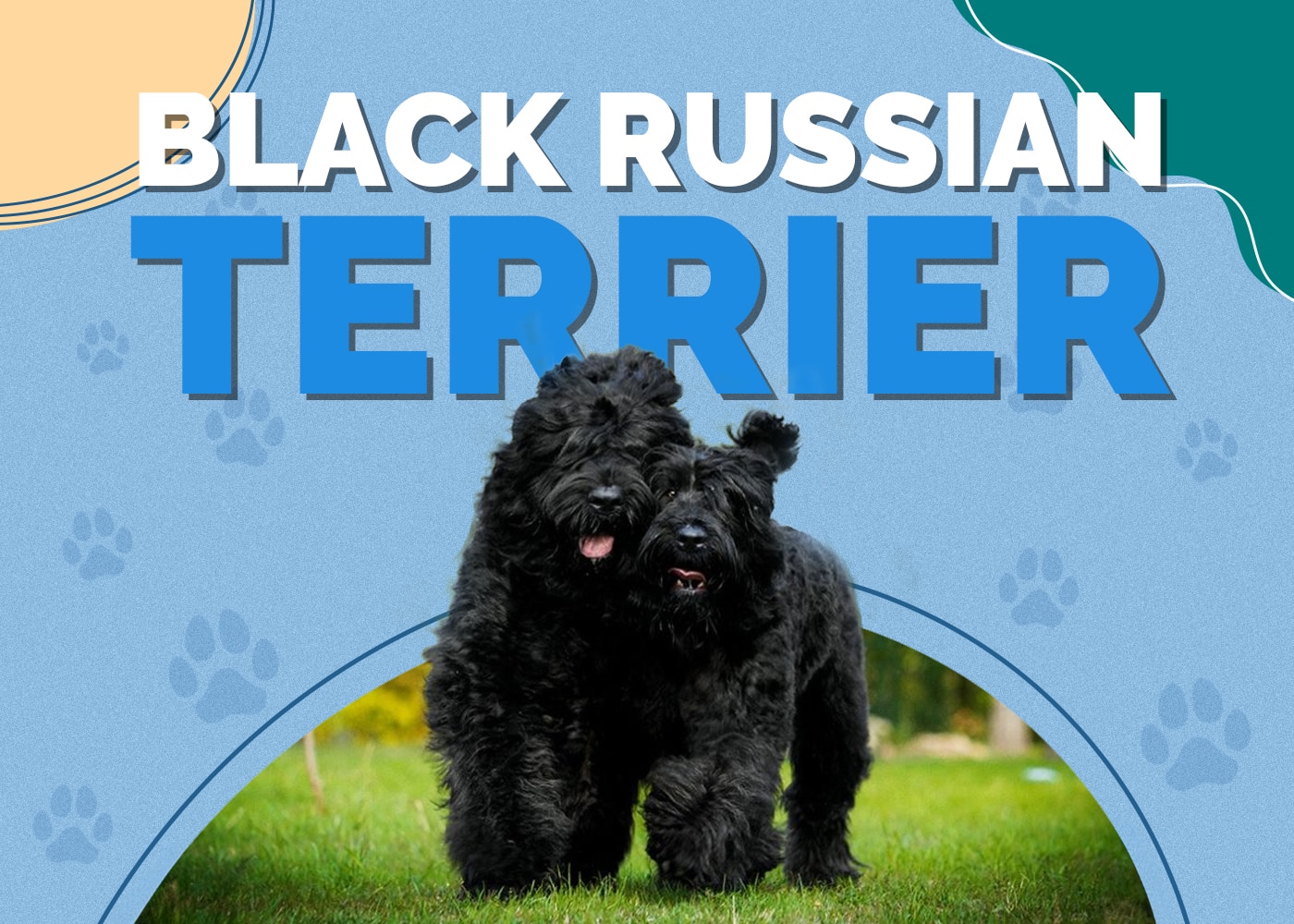 Black Russian Terrier Dog Breed: Info, Pictures, Traits & More