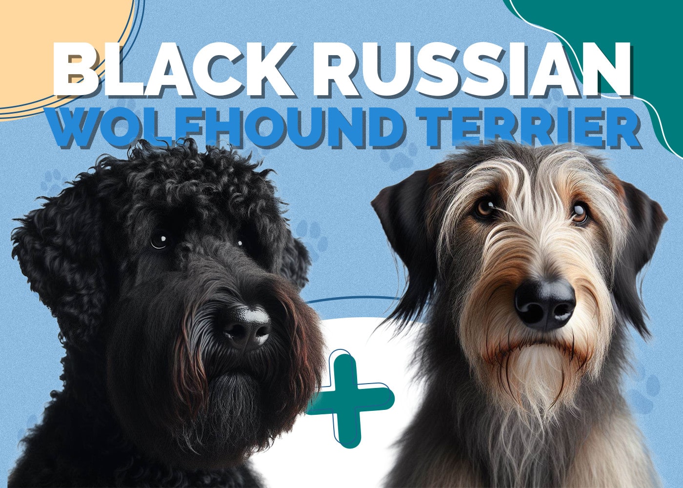 Black Russian Wolfhound Terrier | Dog Breed Info: Pictures, Traits