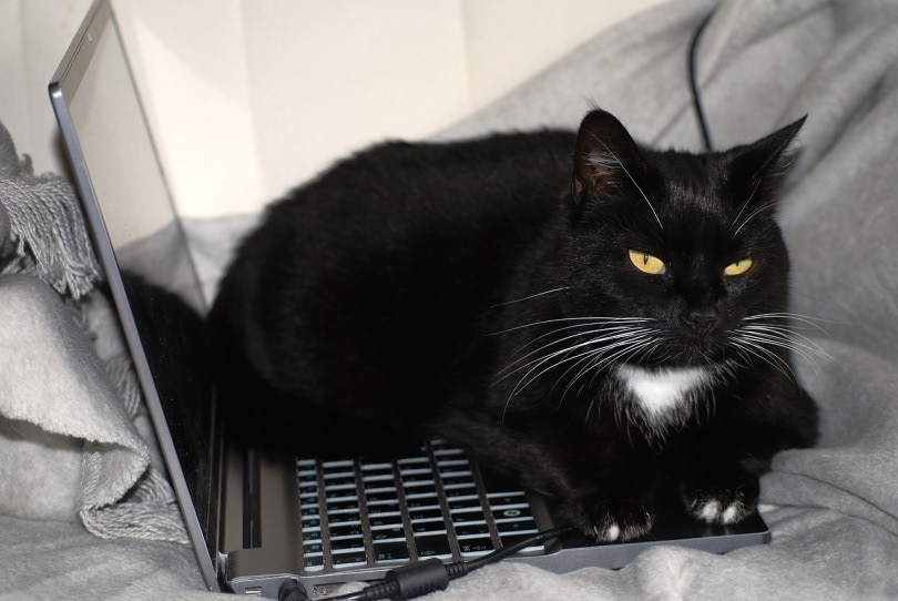 Why Do Cats Sit on Laptops? 5 Reasons for This Behavior