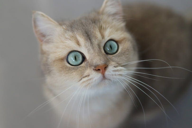 11 Different Cat Eye Colors (With Pictures)