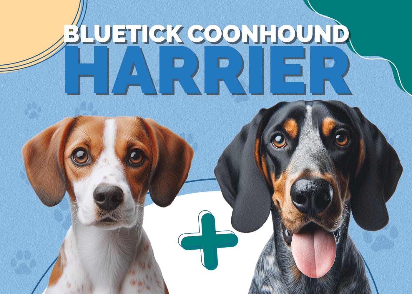 Bluetick Coonhound Harrier Dog Breed: Info, Pictures, Traits & Facts