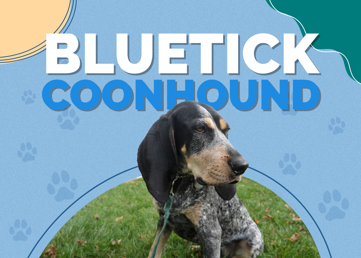 Bluetick Coonhound Breed Info, Pictures, Personality & Facts