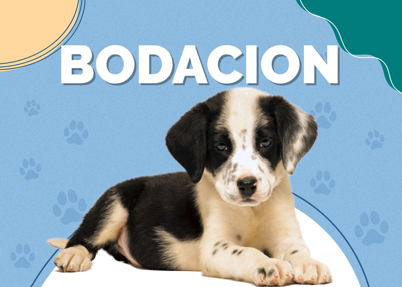 Bodacion (Border Collie & Dalmatian Mix): Info, Pictures, Traits