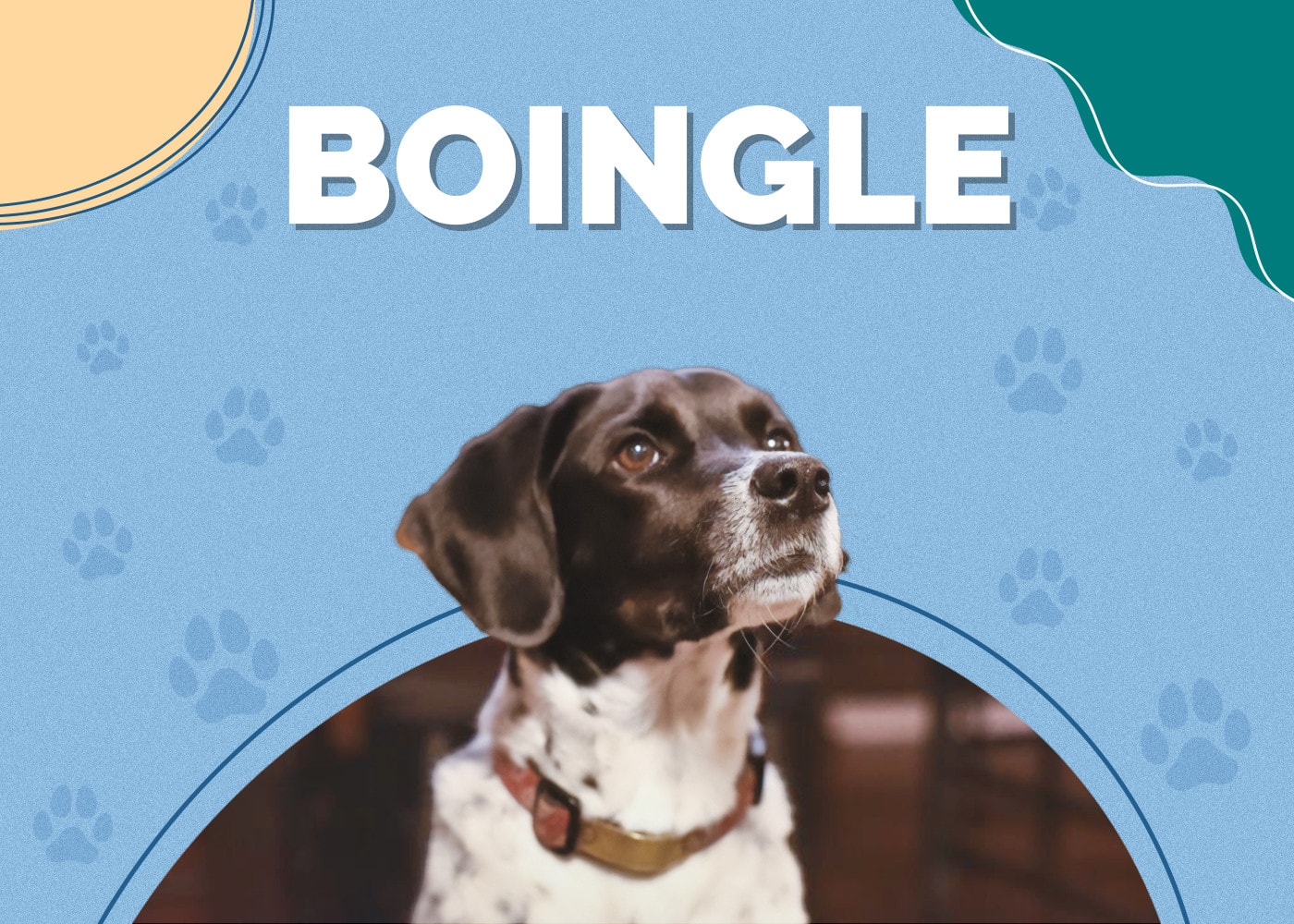 Boingle (Beagle & German Shorthaired Pointer Mix): Info, Pictures & More