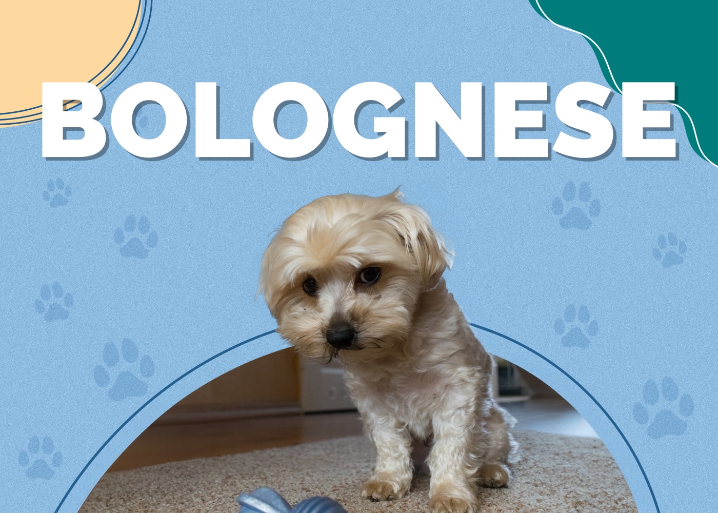Bolognese Dog Breed Info: Pictures, Traits, Facts & More