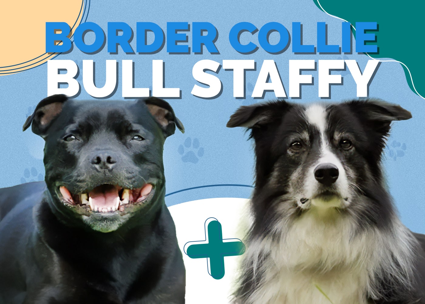 Border Collie Bull Staffy: Info, Pictures, Characteristics & Facts