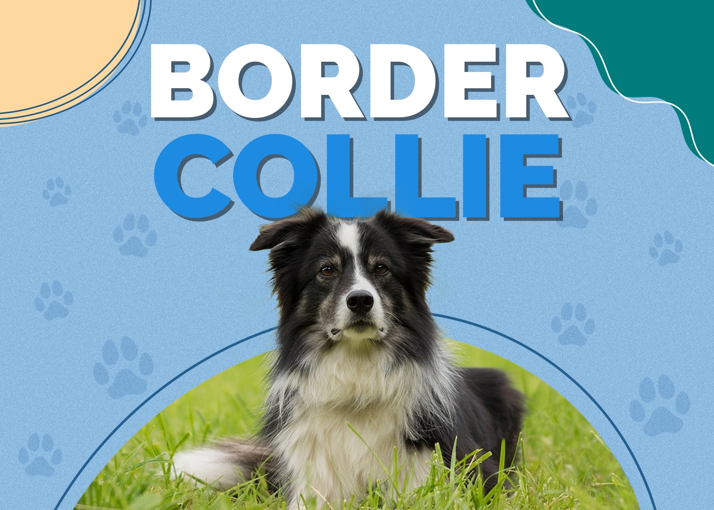 Border Collie Dog Breed Info: Pictures, Personality & Facts