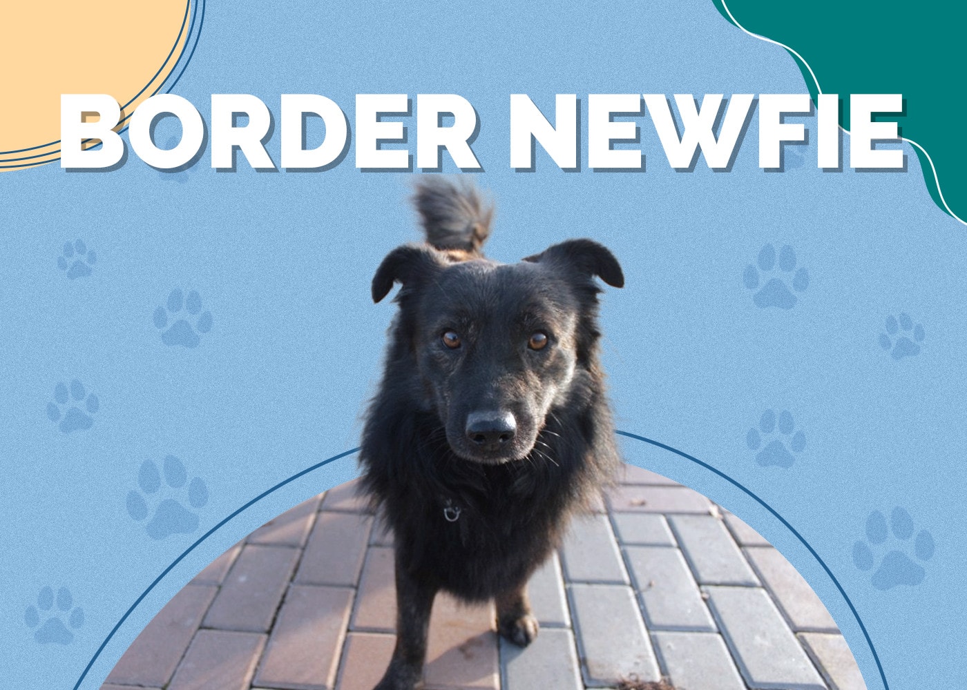 Border Newfie (Border Collie & Newfoundland Mix): Info, Pictures, Care & More