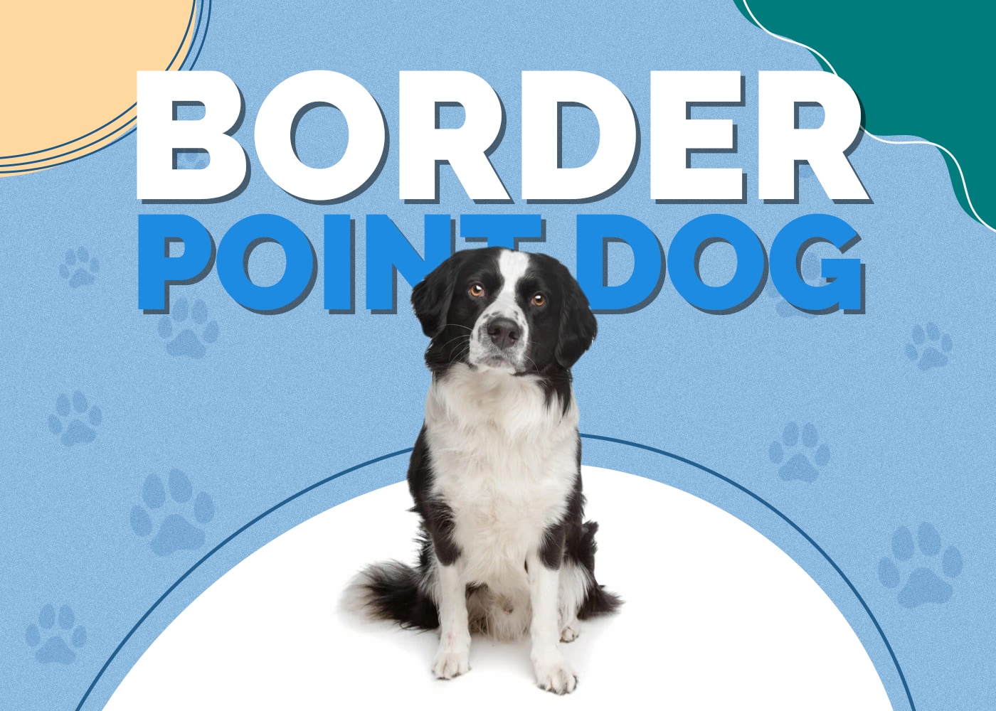 Border Point Dog (Border Collie & Pointer Mix): Info, Pictures, Facts