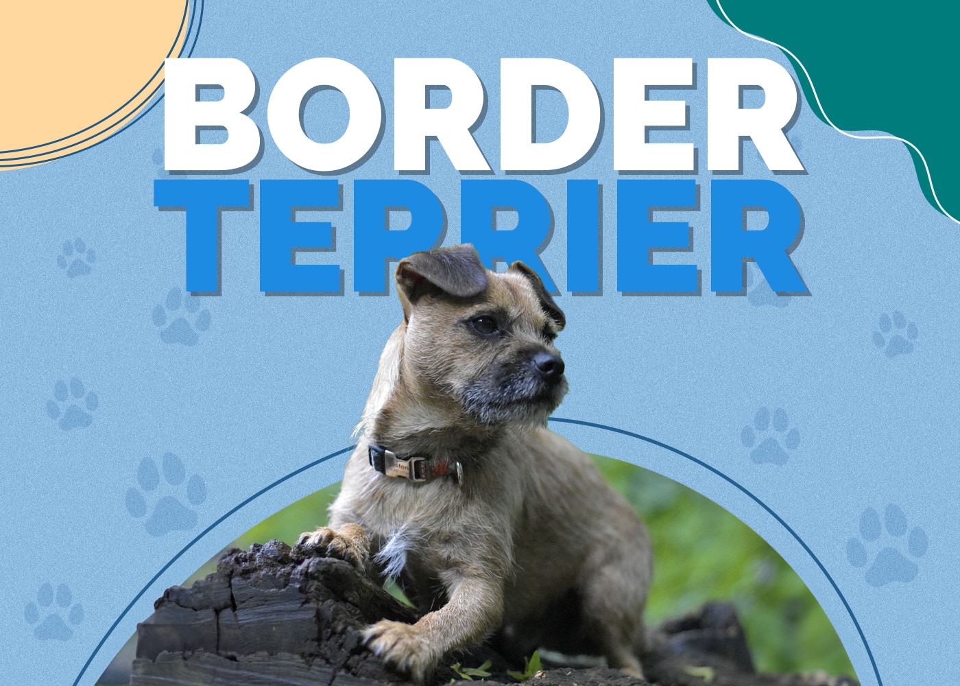 Border Terrier Dog Breed: Info, Pictures, Traits & More