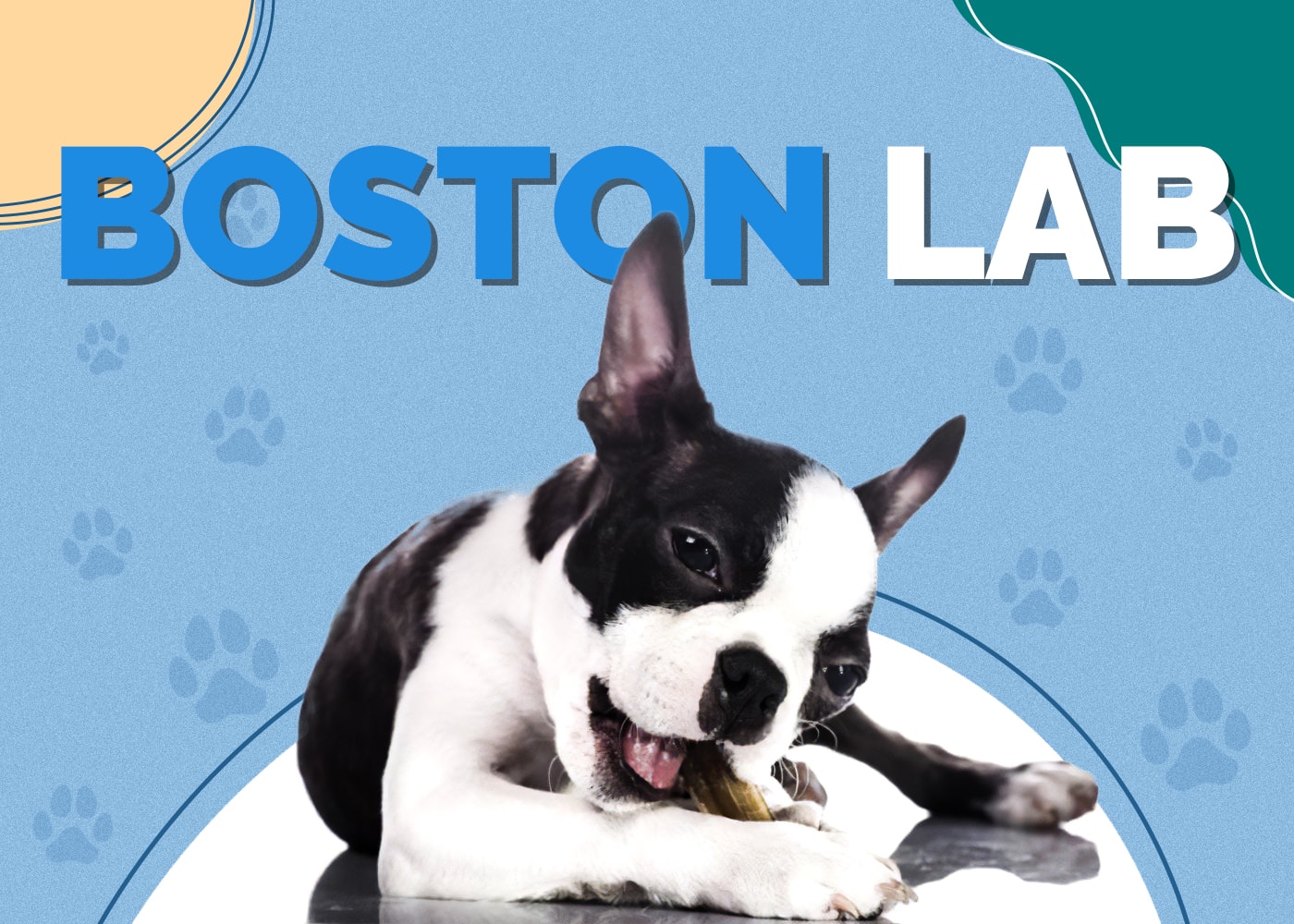 Boston Lab (Boston Terrier & Labrador Retriever Mix) Info, Pictures & More