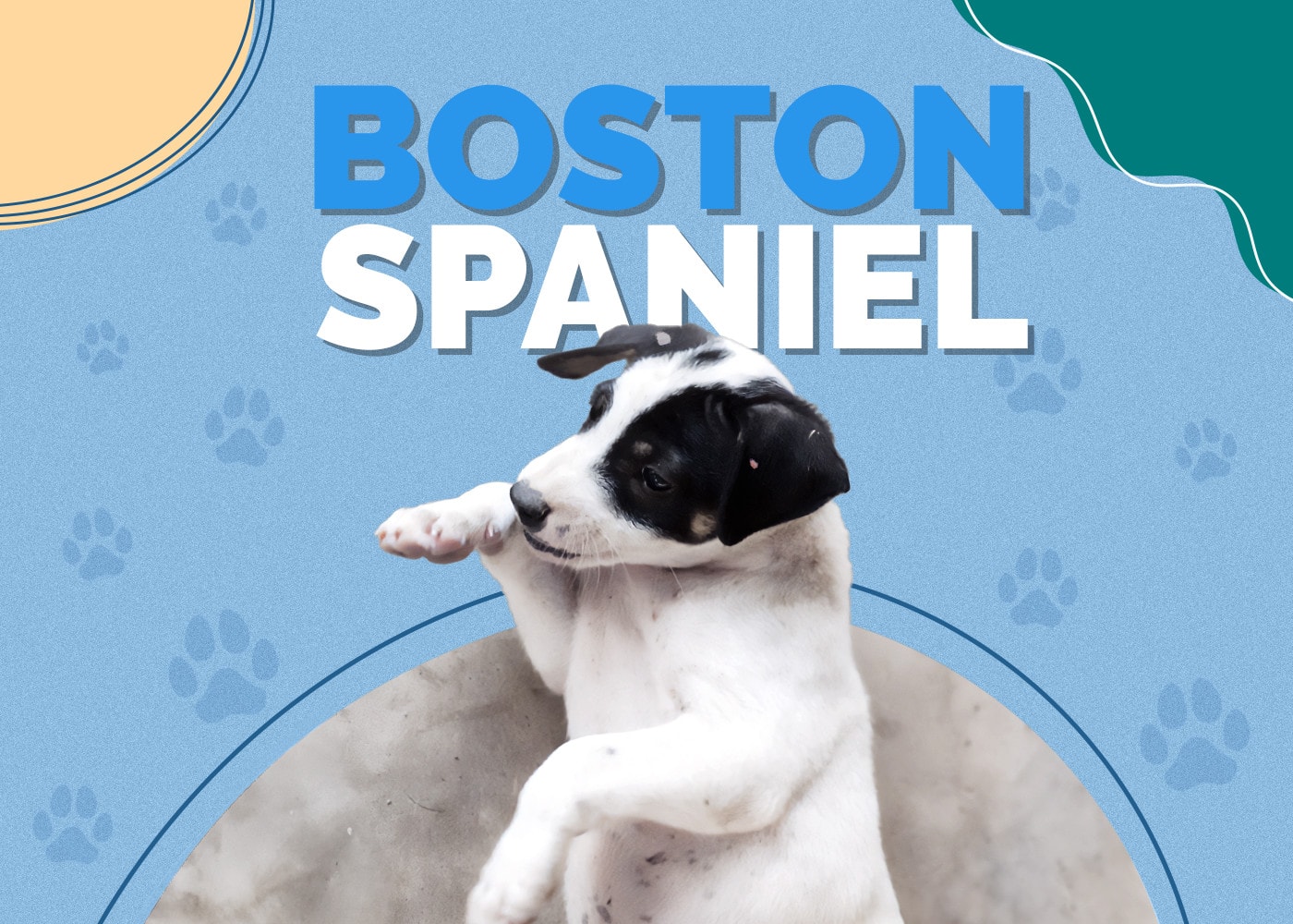 Boston Spaniel (Boston Terrier & Cocker Spaniel Mix): Info, Pictures & More