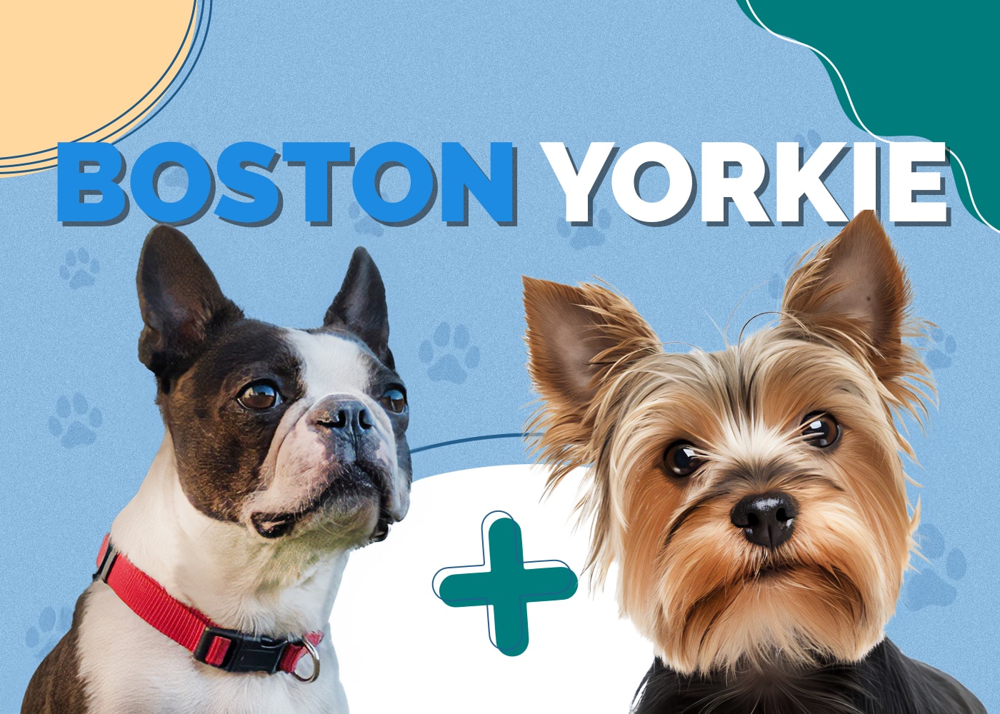 Boston Yorkie (Boston Terrier & Yorkshire Terrier Mix) Info, Pictures, Facts
