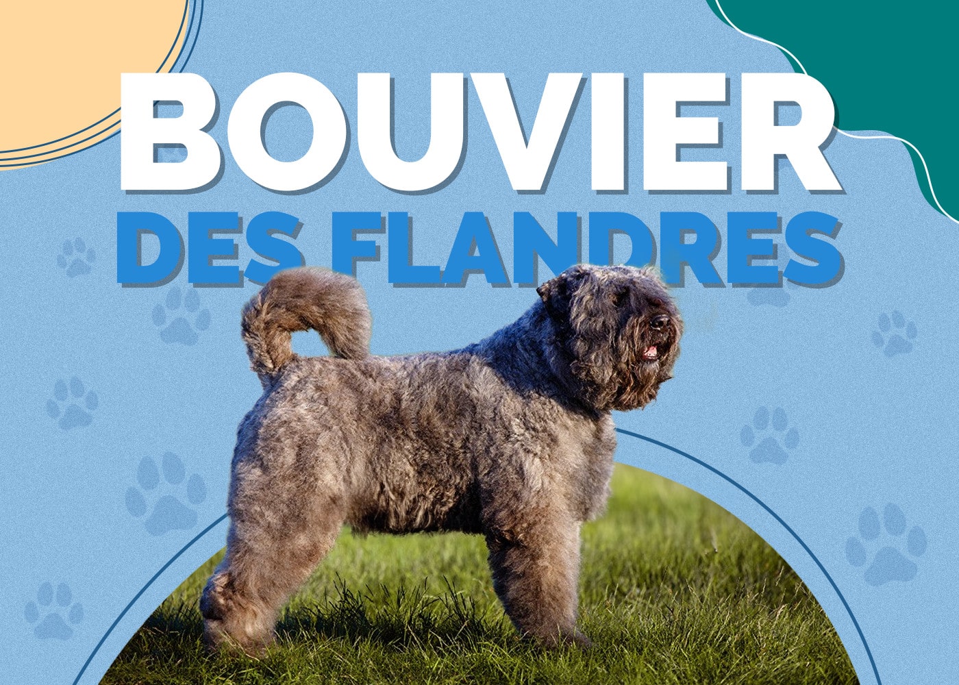 Bouvier des Flandres Dog Breed: Info, Pictures, Traits & Facts