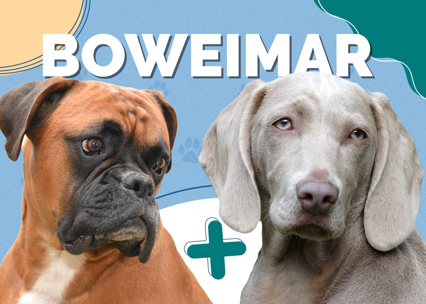 Boweimar (Boxer & Weimaraner Mix) Breed Info, Pictures & Traits