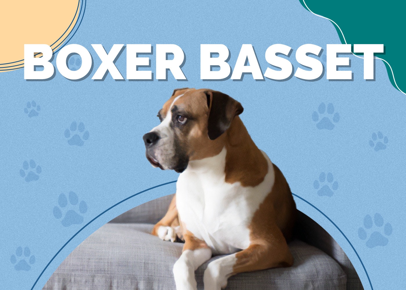 Boxer Basset (Boxer & Basset Hound Mix): Info, Pictures, Traits
