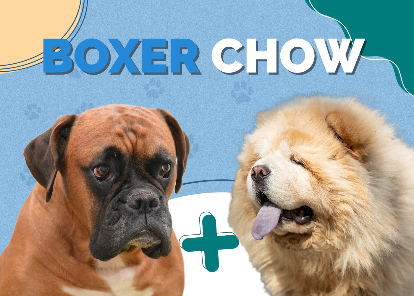 Boxer Chow (Boxer & Chow Chow Mix): Info, Pictures, Facts