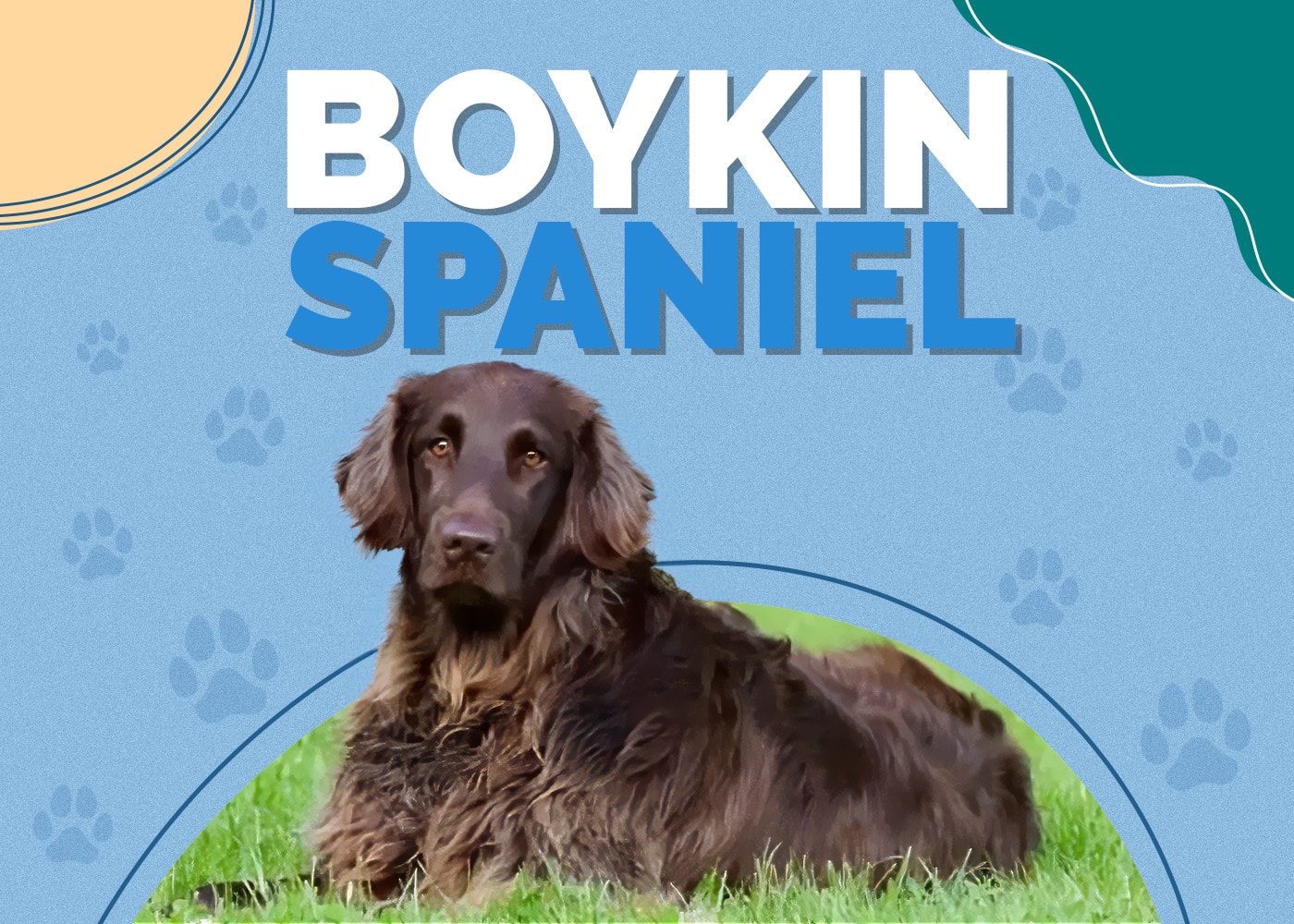 Boykin Spaniel Dog Breed Info: Pictures, Traits & Facts